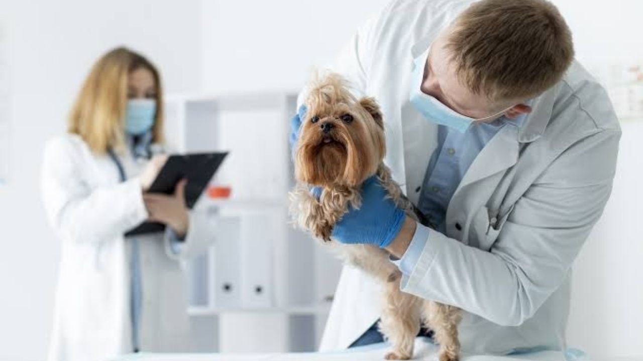 ветеринарная клиника Vetcitypets Taking Care of Your Pet Health and Happiness